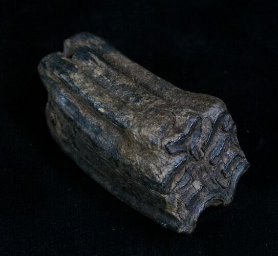 Pleistocene Aged Fossil Horse Tooth - Florida #6089